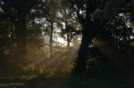 Rezerwat przyrody Buki Mierzei Wiślanej