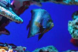 Kołobrzeg Atrakcja Oceanarium Oceanarium Kołobrzeg